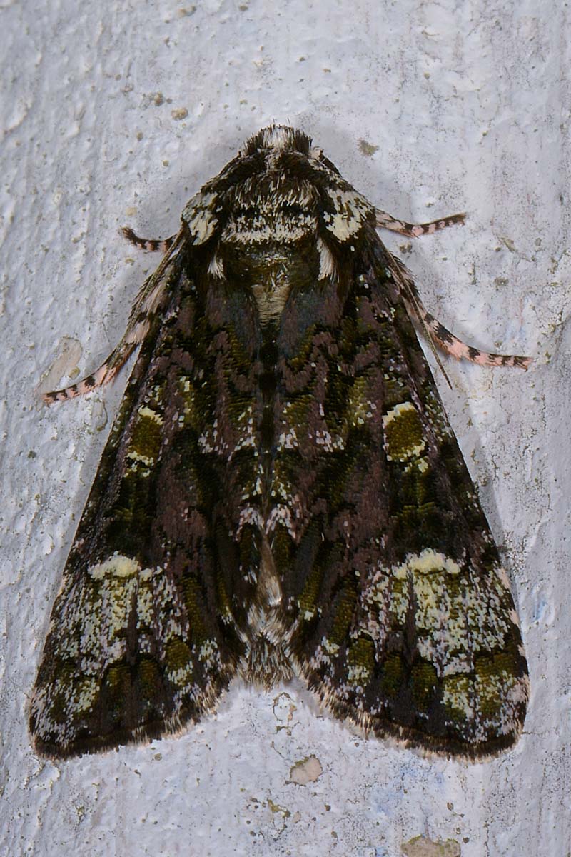 Noctuidae - Craniophora ligustri? S